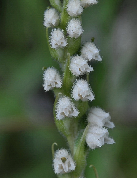 Goodyera repens